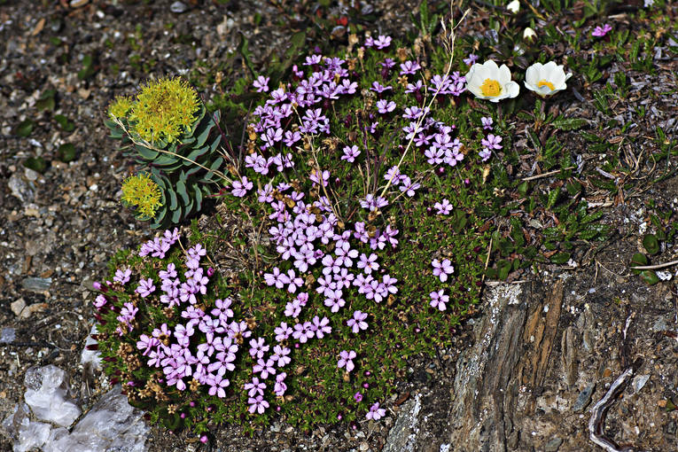 alpine flowers, biotope, biotopes, Fjllglim, flourishing, flower, flowers, mountain, mountain avens, white dryad, mountains, nature, plant, plants, herbs, roseroot