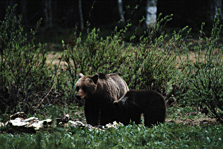 animals, bear, bear carrion, bear cubs, brown bear, cadavers, carrion, mammals, predators, she-bear, Sonfjllet, ursine