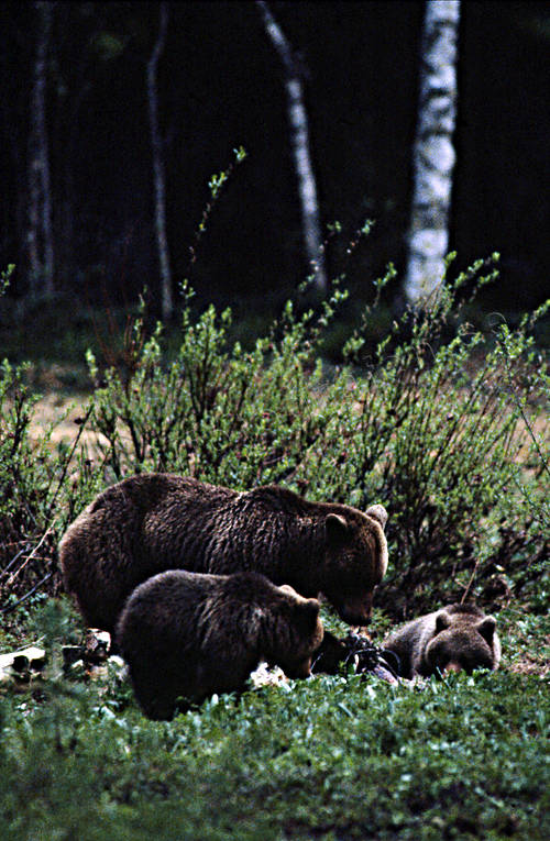 animals, bear, bear carrion, bear cubs, brown bear, cadavers, carrion, mammals, predators, she-bear, Sonfjllet, ursine