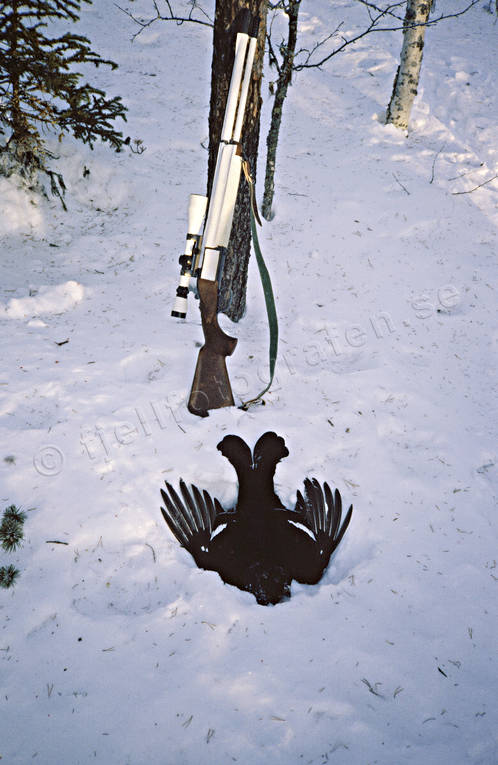 bird hunting, black grouse, blackcock, capercaillie, capercaillie hunting, capercaillie hunting, gun, hunting, snow, weapon, winter