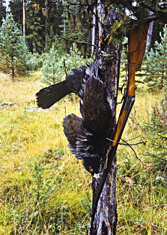 bag, bird hunting, capercaillie, capercaillie cock, capercaillie hunt, cock, gun, hunting, hunting weapon, pointing dog, shot, weapon