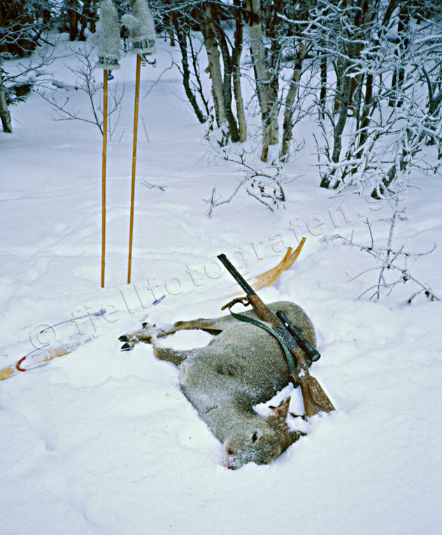 female roe deer, hunting, roedeer hunting, skies, skiing, snow, venison, winter, winter hunt