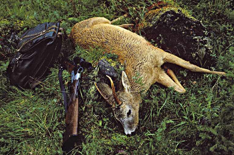 back-pack, day-pack, bag, bock, bock hunting, hunting, prey, roebuck, roedeer hunting, shoot, shot, venison, weapon