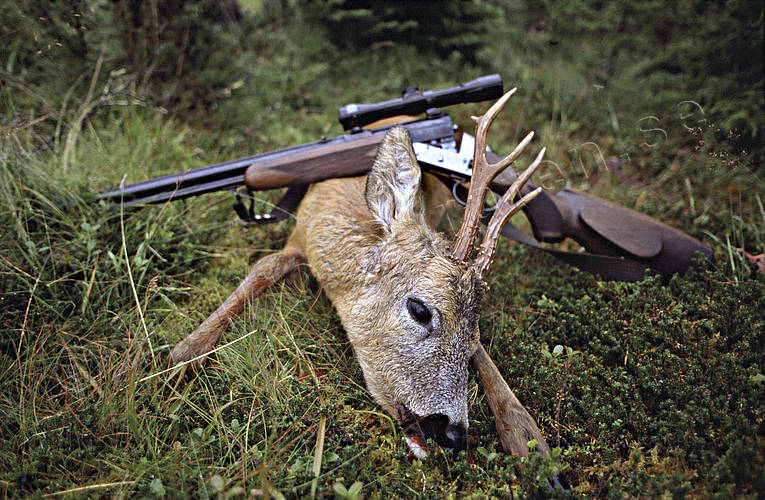 bock hunting, gun, hunting, roebuck, roedeer hunting, venison