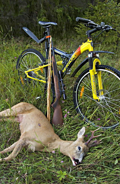 bag, bike, bock hunting, hunting, prey, roedeer hunting, shot, venison