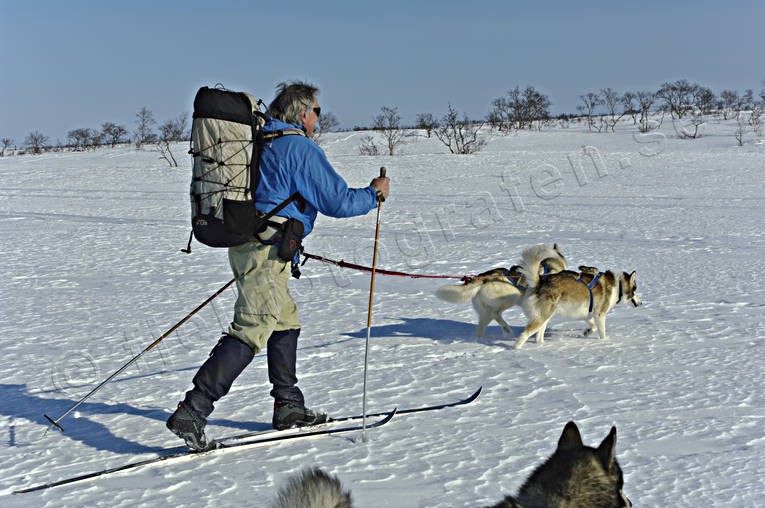 outdoor life, ski touring, skier, skiing, sled dog, sled dogs, spring-winter, winter, ventyr