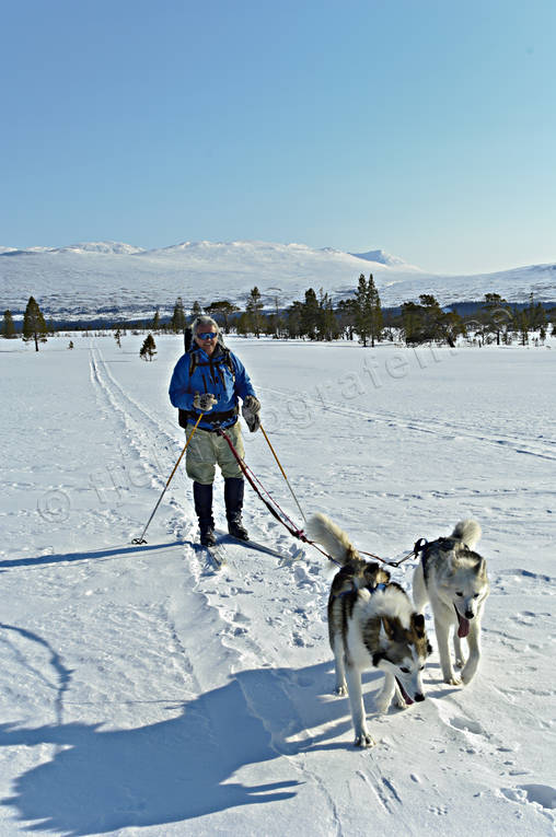 outdoor life, ski touring, skier, skiing, sled dog, sled dogs, spring-winter, winter, ventyr