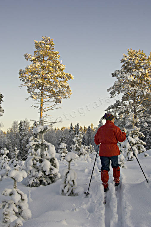 ambience, ambience pictures, atmosphere, backcountry skiers, christmas ambience, forest plantation, forestry, pine, pine forest, plantation, season, seasons, seed pines, self-seeding, ski touring, skies, skiing, spring wood, tree, winter, woodland, ventyr