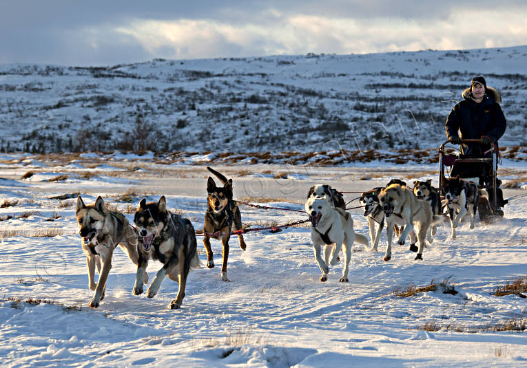 dog musher, dog handler, dogs, dogsled, race, sled dog, sled dogs, sled dogs, sledge dog, sledge dogs, snow, speed, wild-life, winter, ventyr