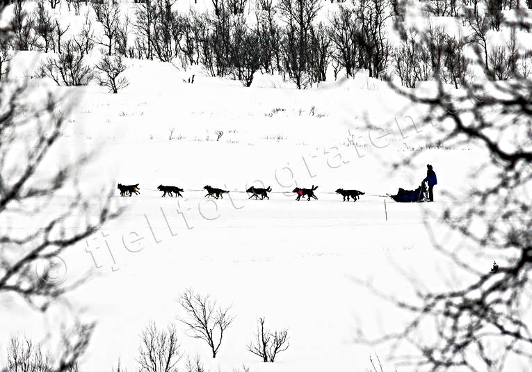 Amundsen, amundsenrace, dog, dog musher, dog handler, dogs, dogsled, race, sled dog, sled dogs, sledge dog, sledge dogs, snow, speed, winter, ventyr