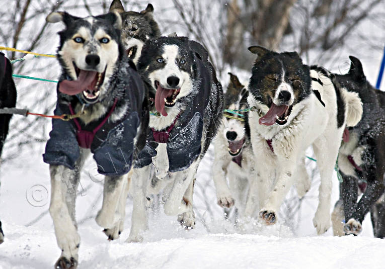 alaskan, Amundsen, amundsenrace, dog, dog musher, dog handler, dogs, dogsled, husky, race, sled dog, sled dogs, sledge dog, sledge dogs, snow, speed, winter, ventyr
