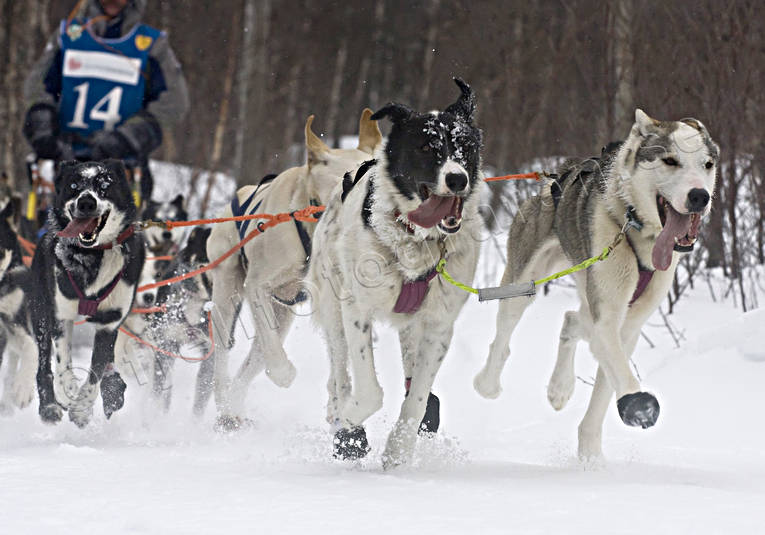 alaskan, Amundsen, amundsenrace, competition, dog, dog musher, dog handler, dogs, dogsled, husky, race, sled dog, sled dogs, sledge dog, sledge dogs, snow, speed, winter, ventyr
