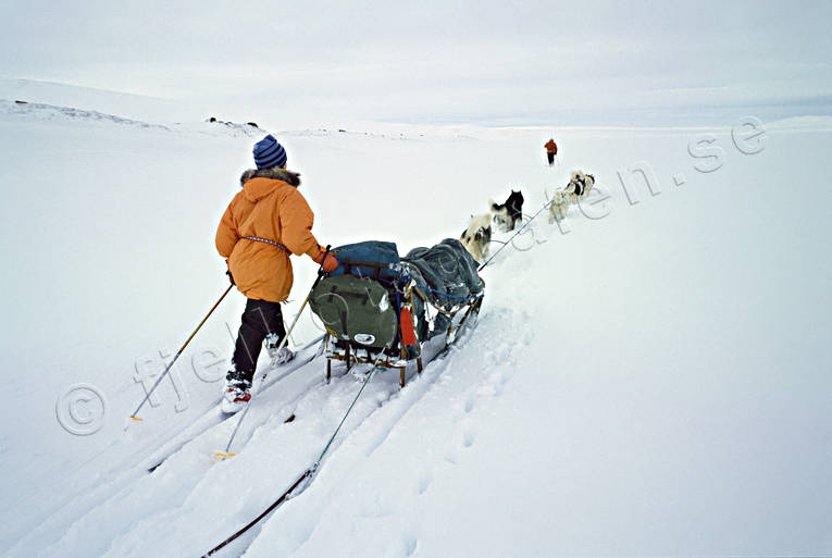 dogs, dogsled, dogsled ride, mountain, mountain trip, private, sled dog, sled dogs, sledge ride, wild-life, winter, ventyr