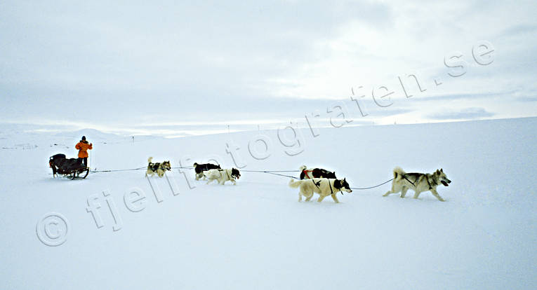 cold, dogsled ride, sled dog, sled dogs, sledge dog, sledge dog ride, sledge dogs, sledge trip, snow, wild-life, winter, ventyr