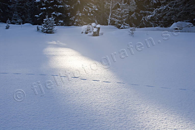 cold, cold, fox's traces, mid-winter, season, seasons, snow, snow tracks, solflck, tracks, winter