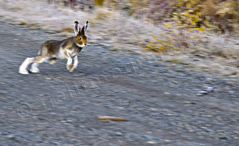 animals, hardrev, hare, hare hunting, hopping, lolloping, hunting, mammals, mountain hare, runs, skubbar, vgskubbare