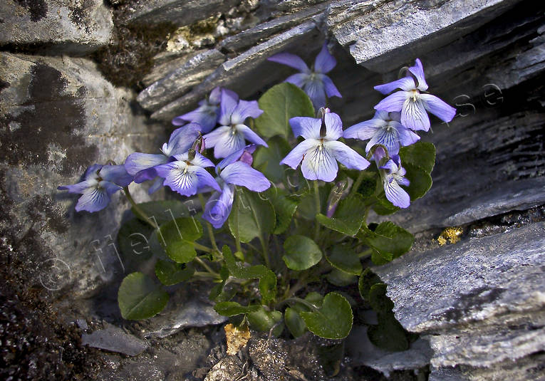 alpine flowers, biotope, biotopes, flowers, mountain, mountains, nature, plants, herbs, teesdale violet