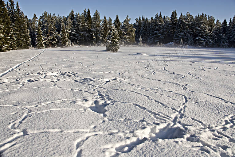 animals, fox, fox's traces, mammals, mid-winter, predator, predators, red fox, snow, snow tracks, tracks, vole, vole hunting, winter