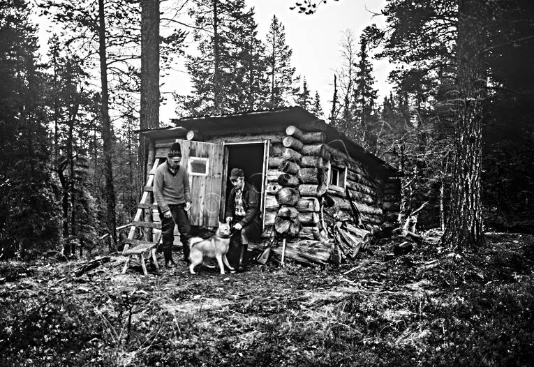 barking bird dog, bergstrand, finnish spitz, forest cabin, forest hut, fngstkoja, hunting, hunting hut, hunting cabin, hut, timbered, trapper, trapper's hut, trappern Bergstrand, trapping