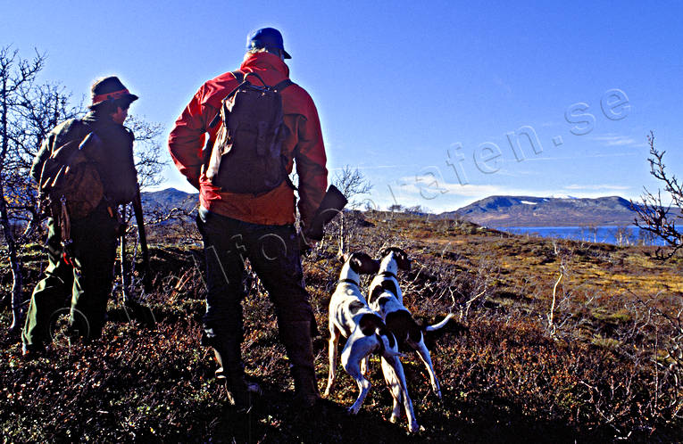 alpine hunting, bird hunting, hunter, hunting, pointer, pointing dog, white grouse hunt