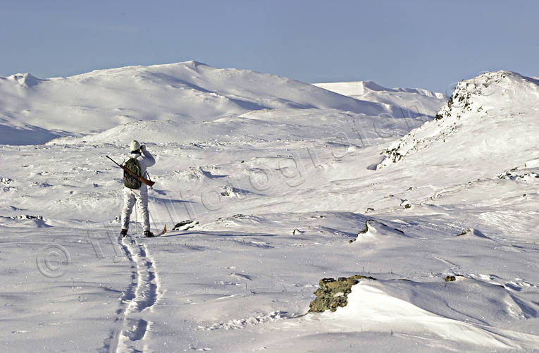 alpine hunter, alpine hunting, hunting, mountains, ptarmigan, ptarmigan, rock ptarmigan hunting, vinterjakt ripa, vinterripa, white grouse hunt, winter