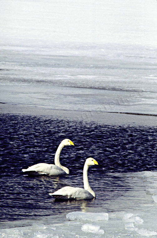 animals, birds, swan, swans, whooper swan, winter