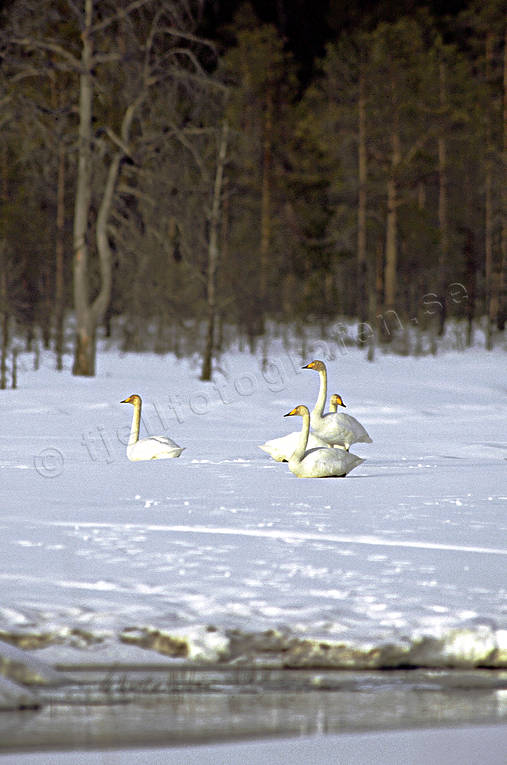 animals, birds, snow, spring, swan, swans, whooper swan