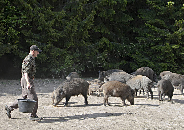 animals, carrion, feeding, game management, mammals, pigs, utfodrar, wild boar, telplats