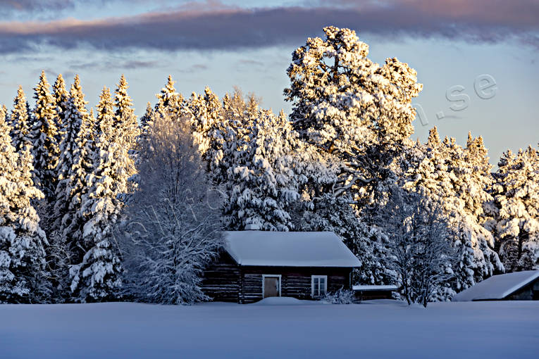 ambience, ambience pictures, atmosphere, cabins, christmas ambience, heavy snow buildup, Jamtland, landscapes, Lfssen, pines, season, seasons, snow, spruce forest, vinterro, winter, winter forest, woodland