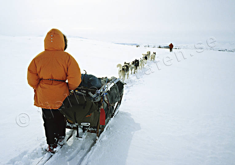 dogsled ride, sled dog, sled dogs, sledge dog, sledge dogs, sledge trip, wild-life, winter, ventyr