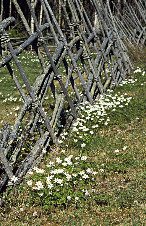 biotope, biotopes, fence, fence, meadowland, meadows, nature, season, seasons, spring, tallhed chalets, wood anemone, wood anemones, ng