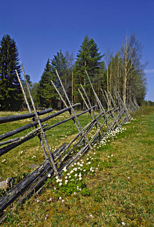 biotope, biotopes, fence, fence, meadowland, meadows, nature, season, seasons, spring, tallhed chalets, wood anemone, wood anemones, ng