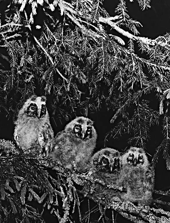 animals, birds, black-and-white, kids, long-eared owls, owlets, owls