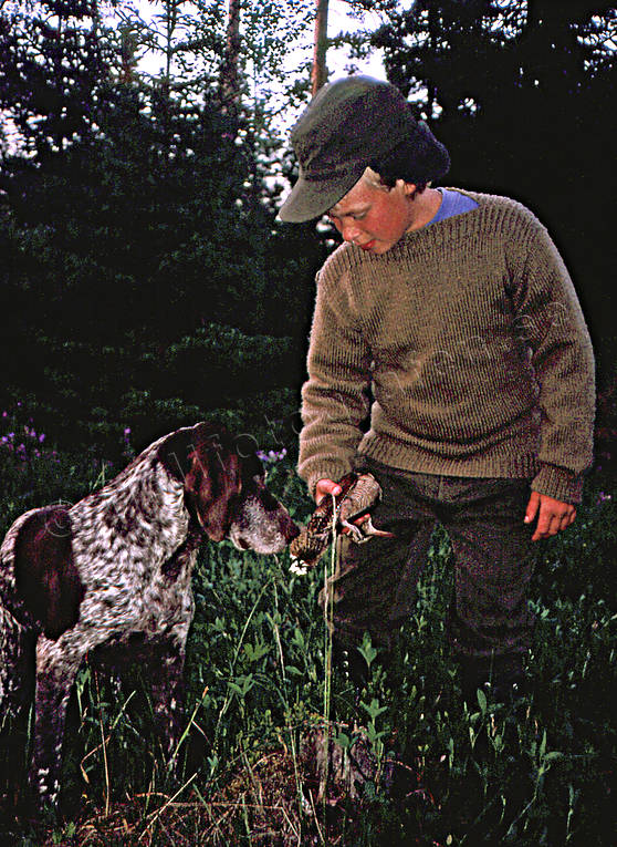 apport, boy, german shorthaired pointer, hunting, hunting success, hunting joy, woodcock, woodcock hunter, woodcock hunting
