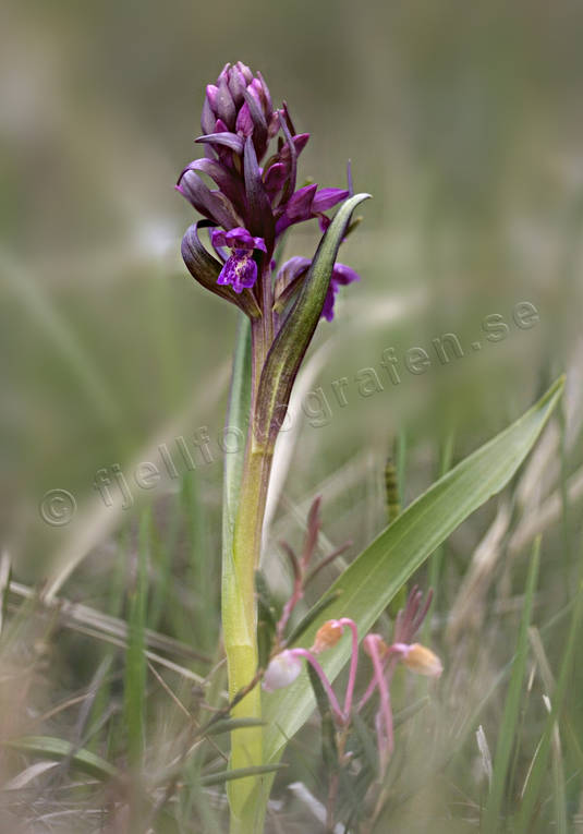 biotope, biotopes, dactylohiza incarnata, flower, meadowland, meadows, nature, orchid, orchid meadows, plants, herbs, ngsnycklar