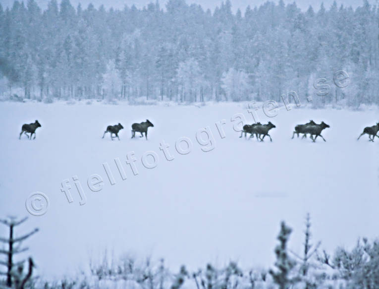 ambience, ambience pictures, animals, atmosphere, Lapland, Laponia, mammals, moose, vandringslg, vandringslgar, vinterbild, winter