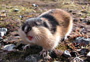 angry, angry, animals, gnawer, lemming, mammals, mountain, norway lemming, rodents