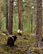 animals, bear, brown bear, dog, dogs, mammals, predators, reindeer herding dog, ursine