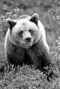 animals, bear, black-and-white, brown bear, close-up, mammals, predators, ursine