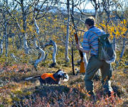 alpine hunting, apport, apport, hunting, pointing dog, white grouse hunt
