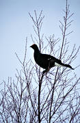 animals, bird, birds, black grouse, blackcock, cock, forest bird, forest poultry