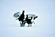 animals, birds, black grouse, blackcock, dancing black grouses, forest bird, forest poultry, Tresjosved