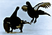animals, birds, black grouse, black-and-white, blackcock, dancing black grouses, forest bird, forest poultry