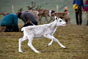animals, calf tagging, culture, mammals, mountain, reindeer, reindeer, reindeer calf, reindeer husbandry, sami culture, white, work