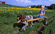 blue sky, children, coachman, conveyance, dandelions, dog, early, german shorthaired pointer, outdoor life, sled dog, sulky, summer, wagon, wild-life, ventyr
