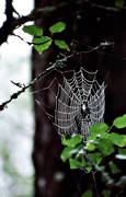 animals, cobweb, european garden spider, net, spider, spiders