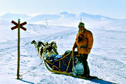 dogsled, dogsled ride, Herjedalen, mountain, sled dogs, sledge dog, sledge dogs, sledge trip, swedish mountains, sylarna, track mark, wild-life, winter, ventyr