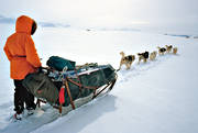 dogsled, dogsled ride, greenland dogs, sled dog, sled dogs, sledge dog, sledge dogs, sledge trip, wild-life, winter, ventyr