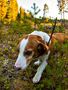 animals, dog, dog location equipment, dog searcher, drever, drevjakt, hunting, hunting dog, mammals, roedeer hunting