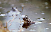 amphibians, animals, frog, frog mating, frogs